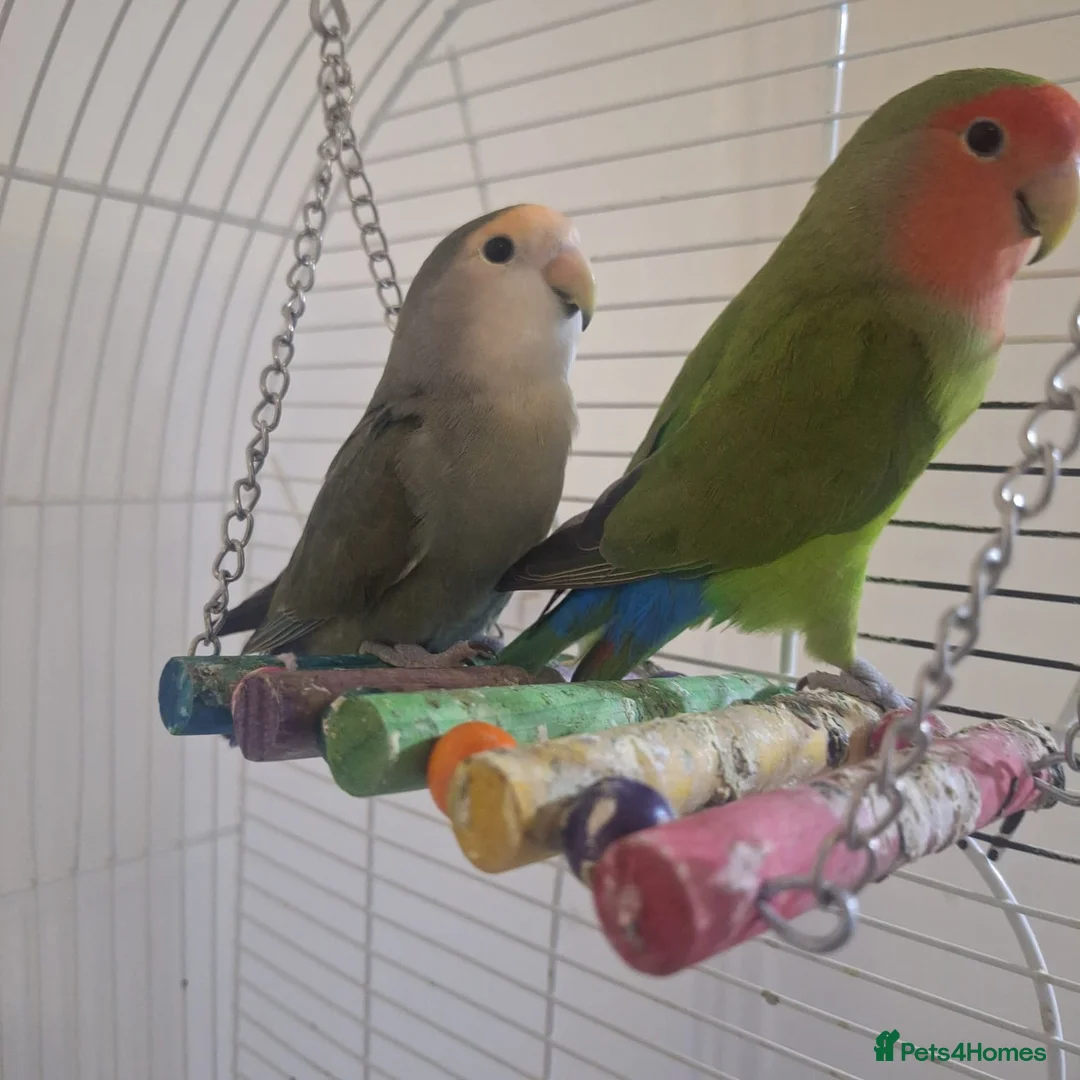Lovebirds birds for sale: Lovebirds seeking new home 🫪 - Advert 2