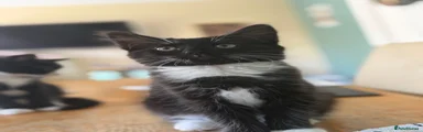 Domestic Shorthair 1