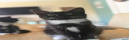 Domestic Shorthair cats for sale: Two little black and white girls - Advert 3