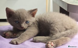 Mixed Breed cats for sale: Perfect boy - Image 5