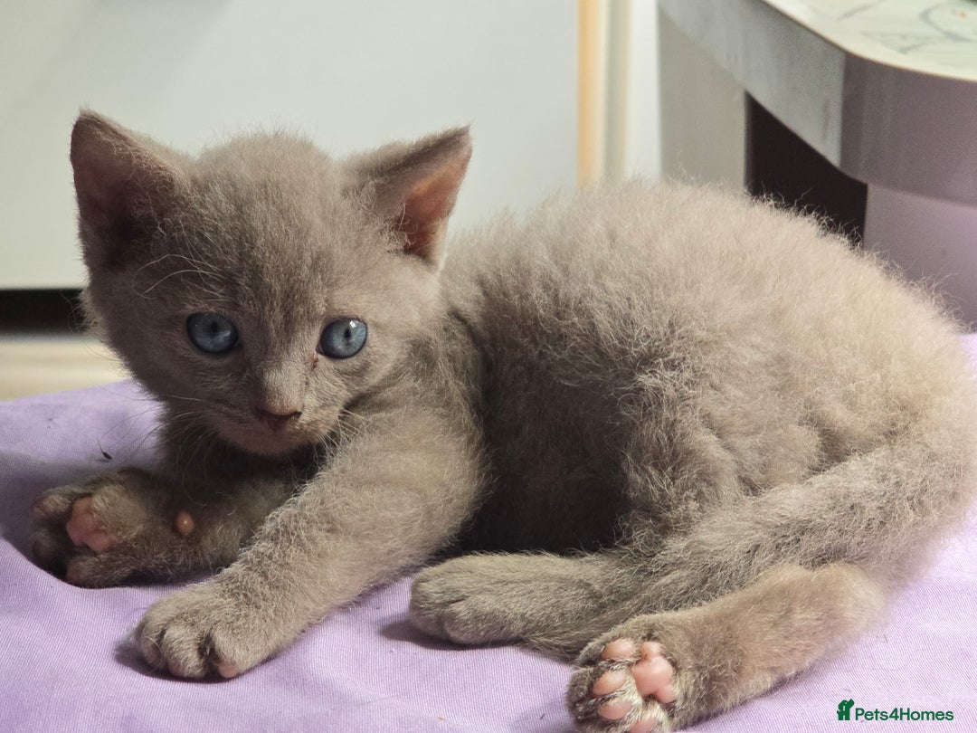 Mixed Breed cats for sale: Perfect boy - Image 5