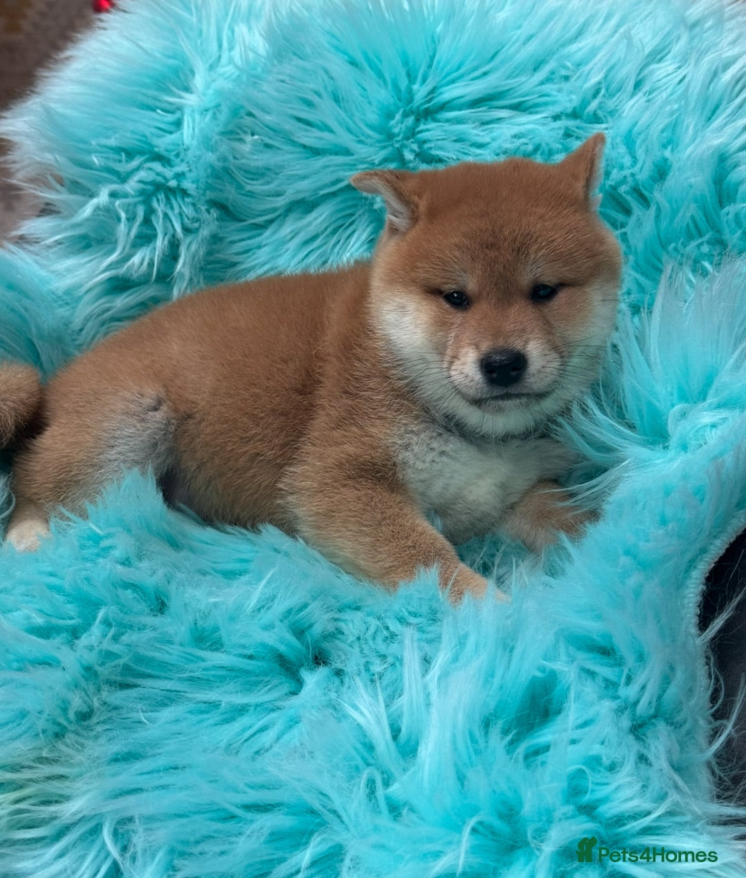 Japanese Shiba Inu dogs for sale: Kc registered Shiba Inu puppies  - Advert 11