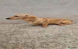 Miniature Dachshund dogs for stud: Miniature Dachshund Stud - Image 2
