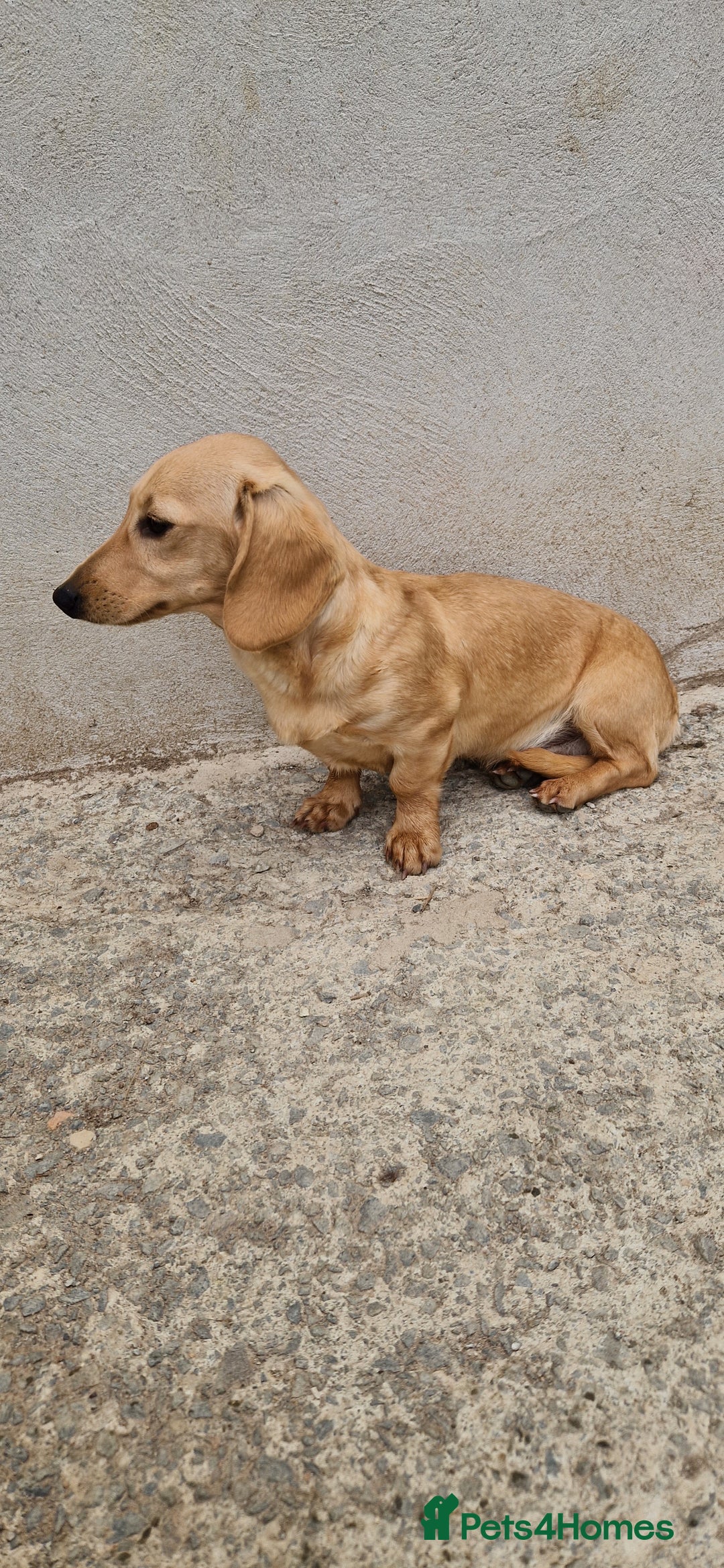 Miniature Dachshund dogs for stud: Miniature Dachshund Stud - Image 2