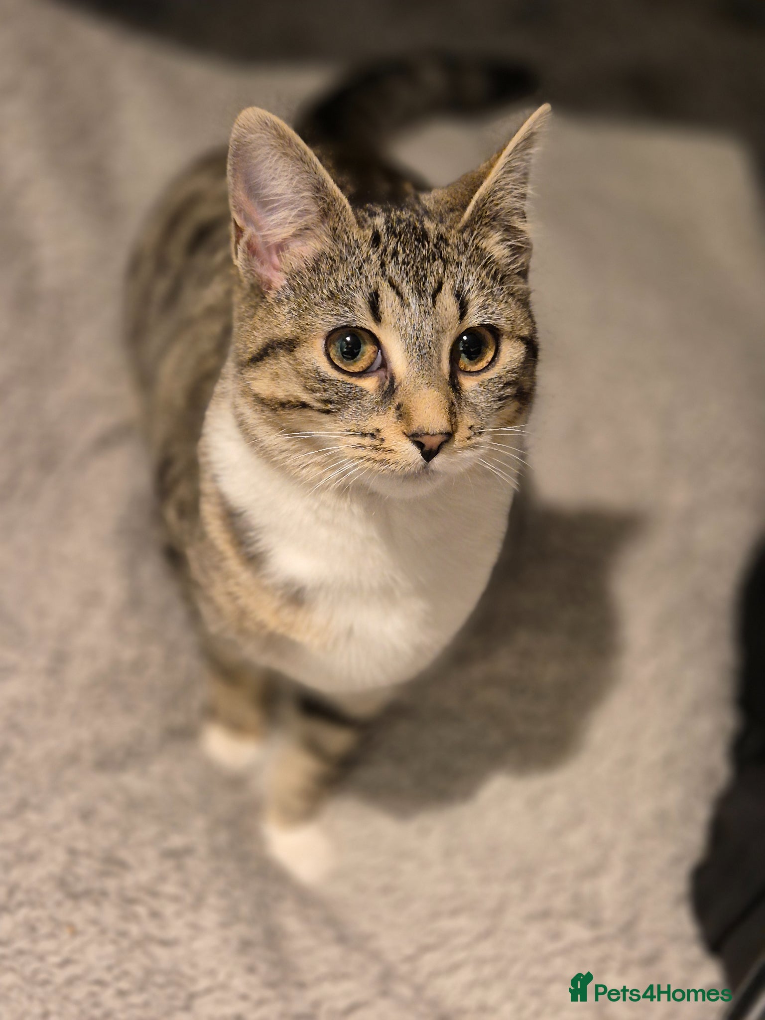 Mixed Breed cats Stunning Mixed breed kittens for sale! - Advert 1