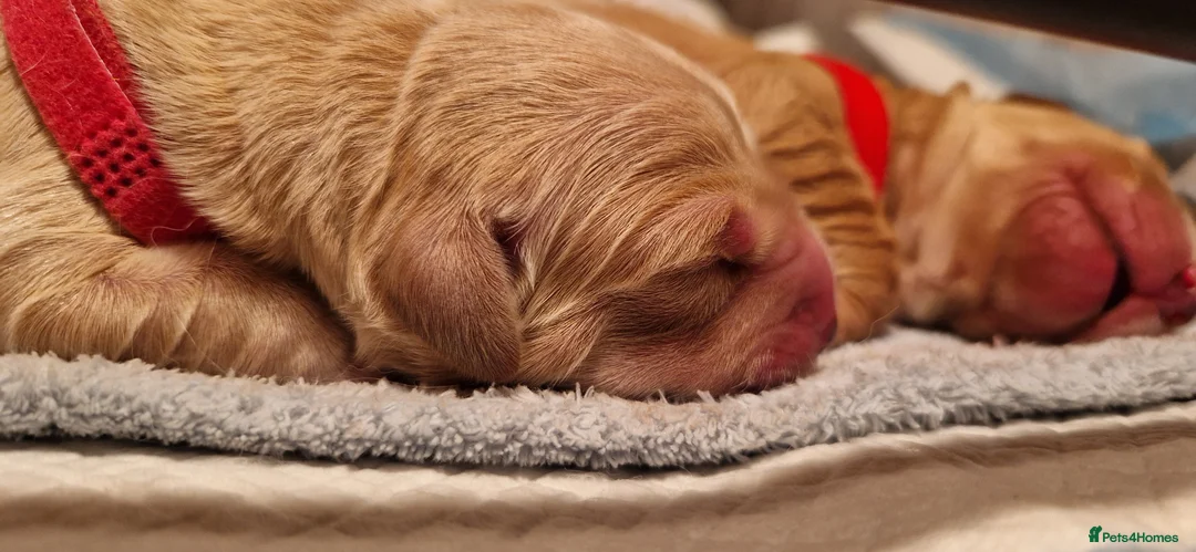 Golden Retriever dogs for sale: Golden Retriever puppies- 3 weeks old - Advert 23