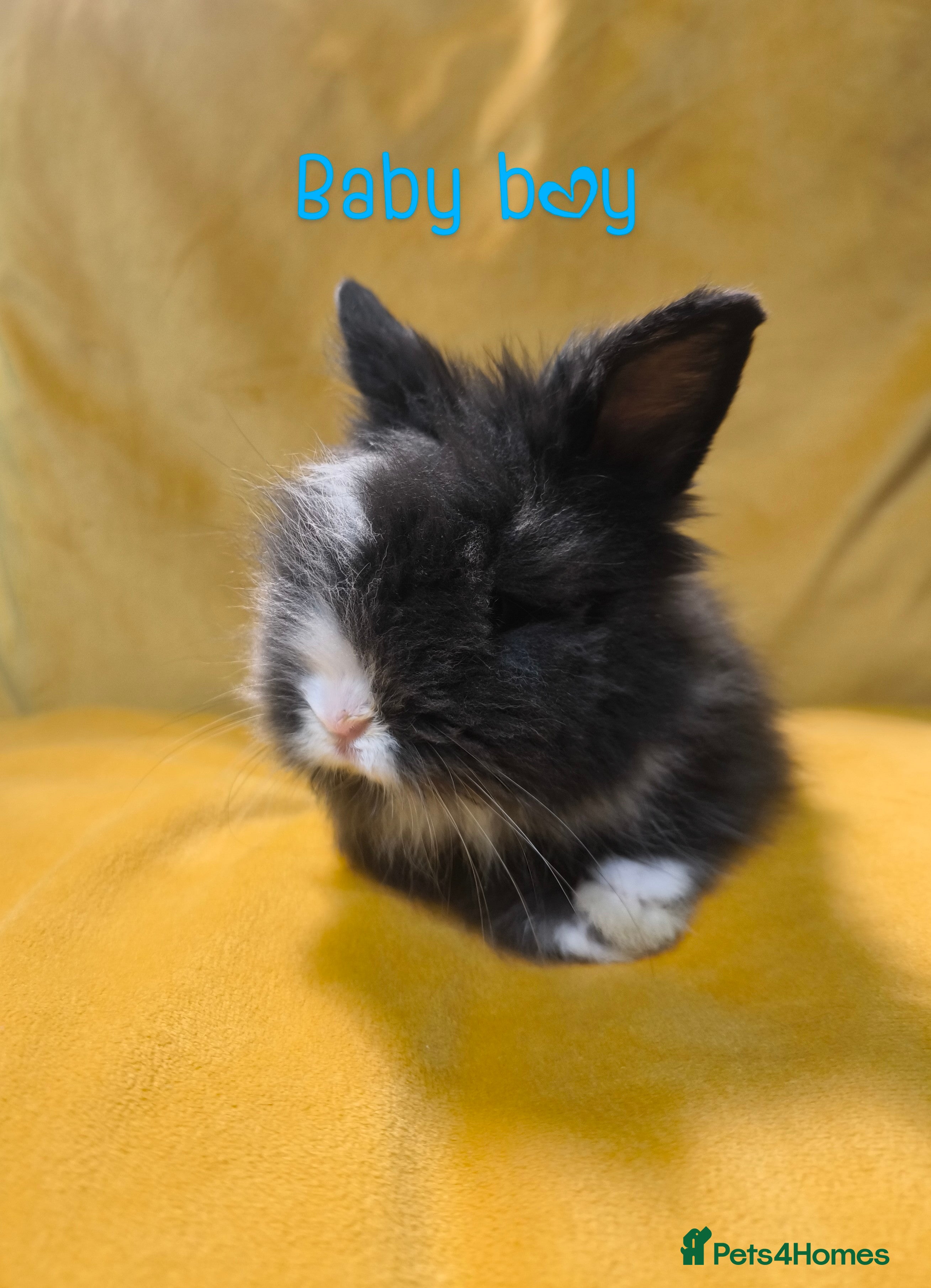 Mixed Breed rabbits Angora cross mini lionhead  - Advert 1