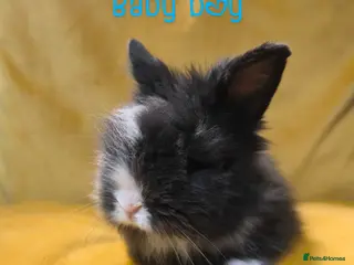 Mixed Breed rabbits Angora cross mini lionhead - Advert 1