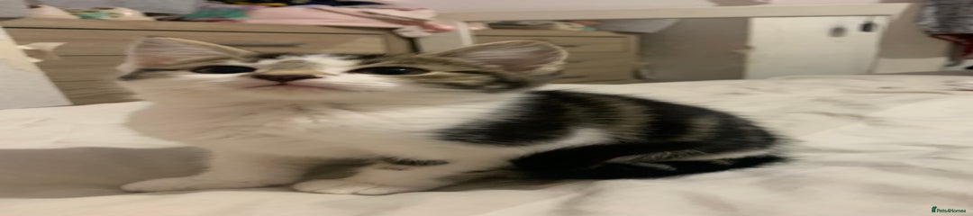 Mixed Breed Kitten 4