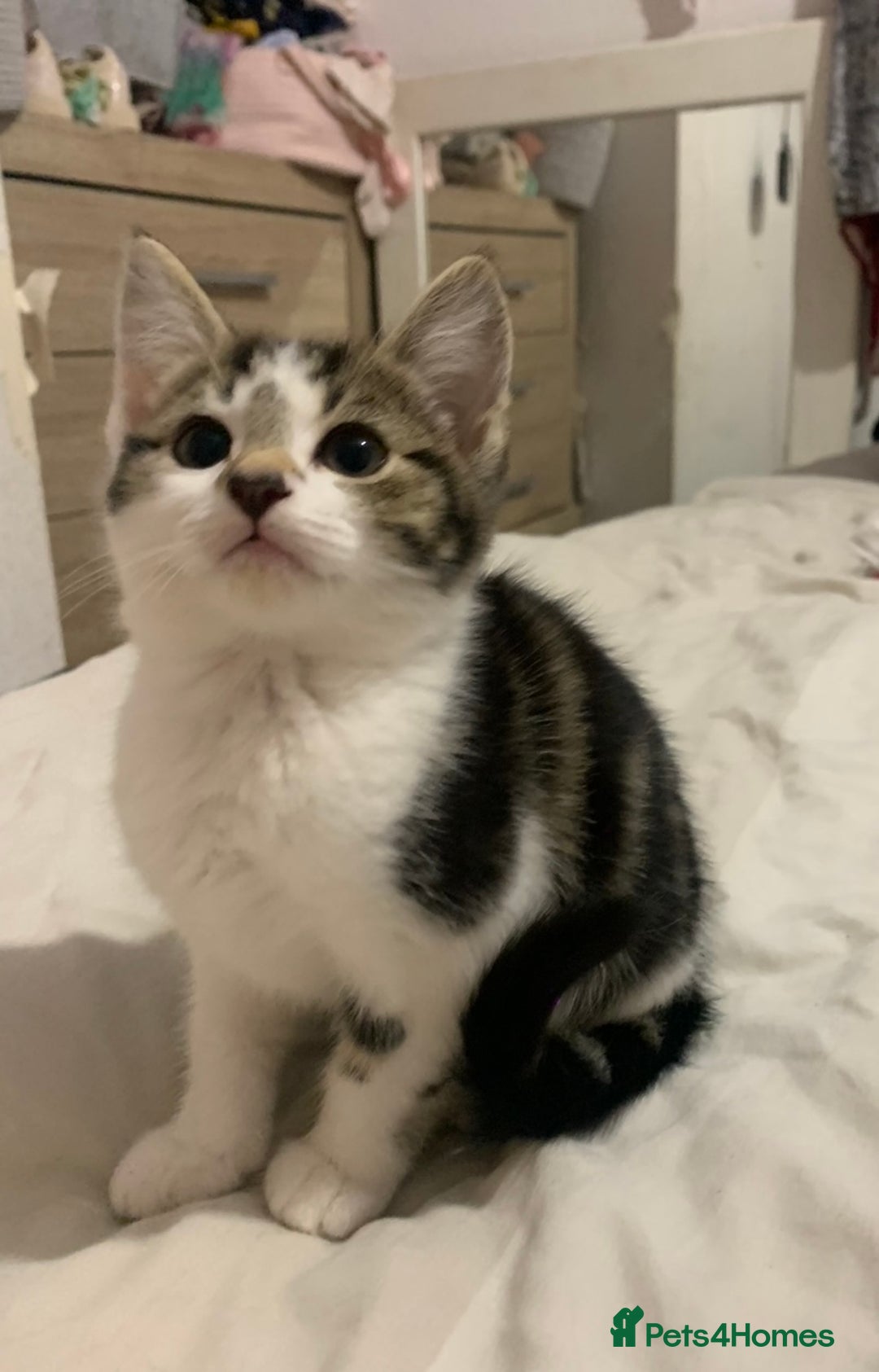 Mixed Breed cats for sale: READY NOW - 4 beautiful mixed breed kittens - Image 5
