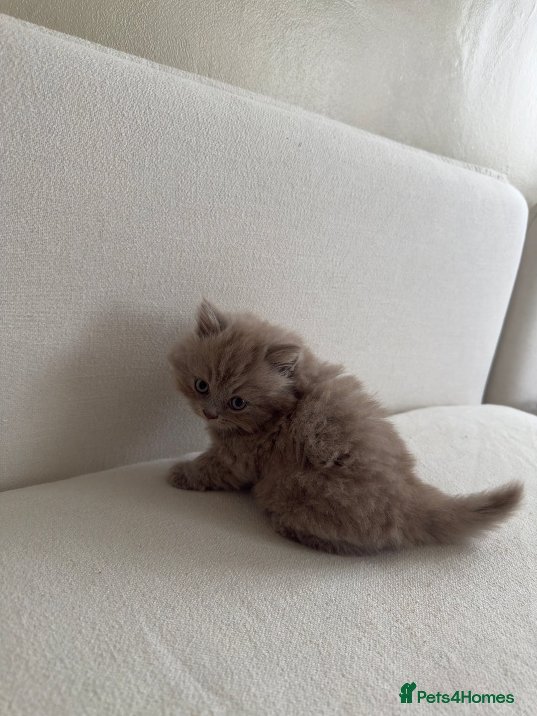 British Shorthair cats for sale: British Short Hair/ British Longhair 🐾 in Manchester - Image 19