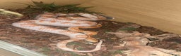 Corn Snake reptiles for sale: Corn snake candy cane morph - Advert 3