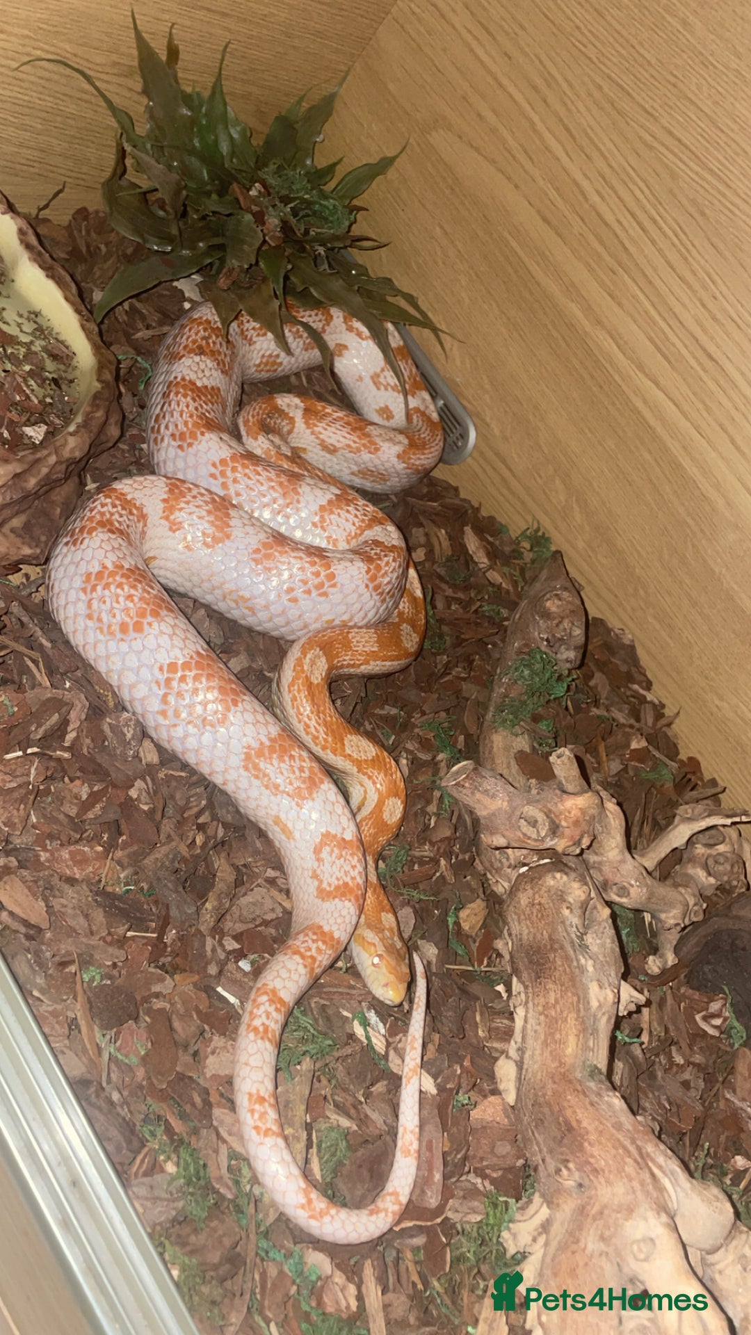 Corn Snake reptiles for sale: Corn snake candy cane morph - Advert 3