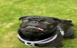 Pug dogs for sale: Pug- NEEDING NEW HOME ASAP - Image 3