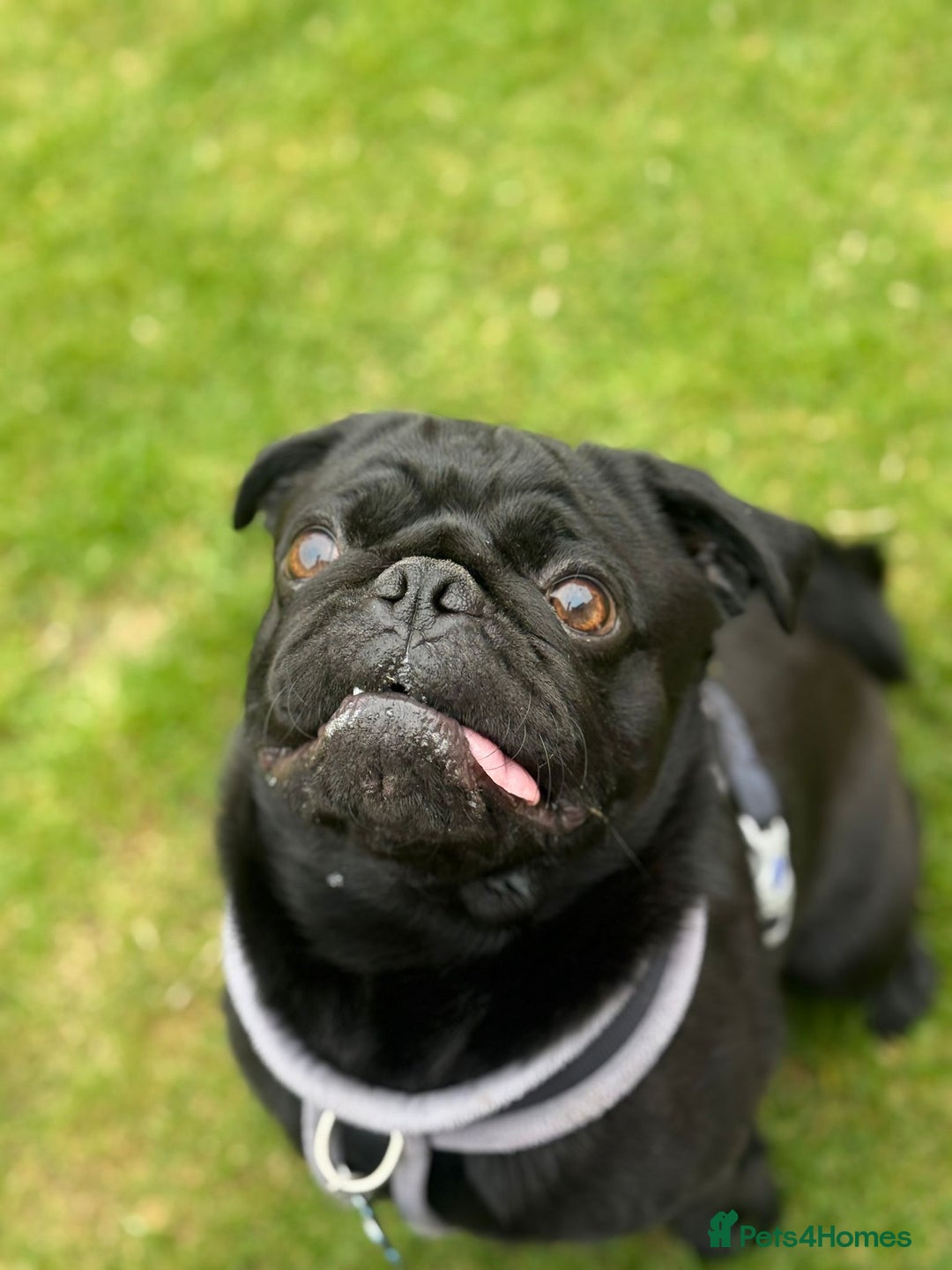 Pug dogs for sale: Pug- NEEDING NEW HOME ASAP - Image 3