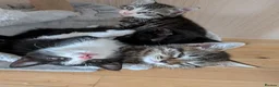 Mixed Breed cats for sale: 4 kittens  - Advert 5