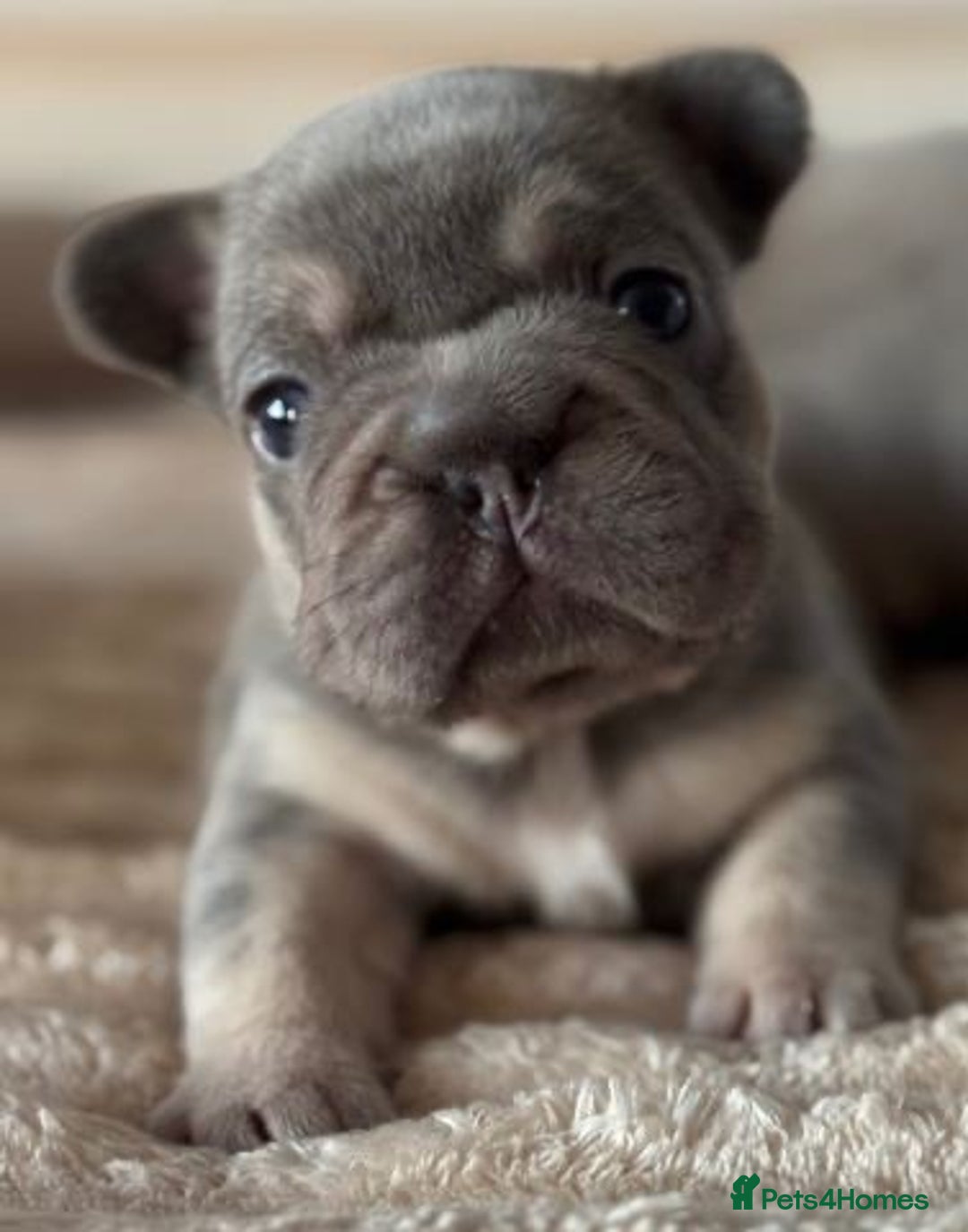 French Bulldog dogs for sale: Quality Stunning Frenchies Bull Puppies  - Advert 16