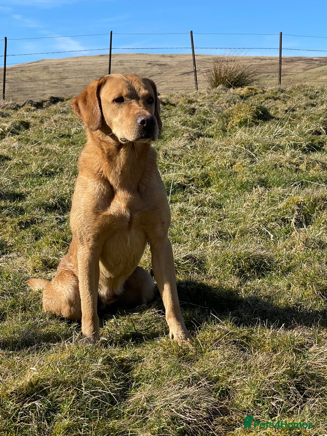 Labrador Retriever dogs for stud: Field Trial Champion Dark Yellow Labrador in Kinross - Advert 10