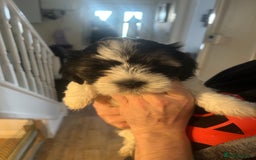 Shihpoo dogs for sale: Shihpoo puppies - Image 2