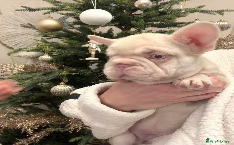 French Bulldog dogs 🌸 pink French bulldogs🌸  - Advert 4