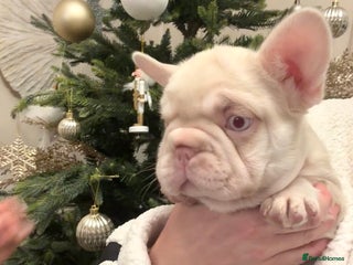French Bulldog dogs 🌸 pink French bulldogs🌸 - Advert 1