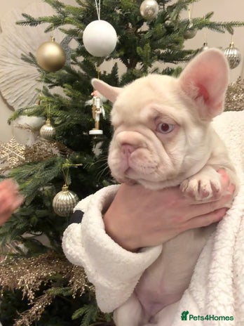 French Bulldog dogs 🌸 pink French bulldogs🌸 - Advert 4