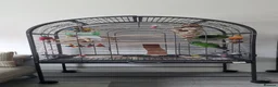 Conures birds for sale: Black Cap Conure.  in Bury Saint Edmunds - Advert 2