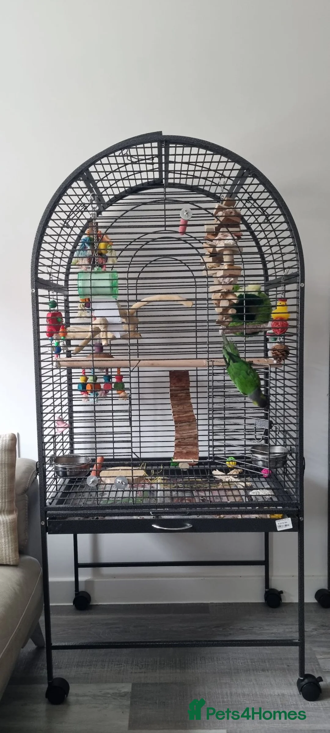 Conures birds for sale: Black Cap Conure.  in Bury Saint Edmunds - Advert 2