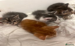 Mixed Breed cats for sale: 4 beautiful kittens ready to go 31st August - Image 7