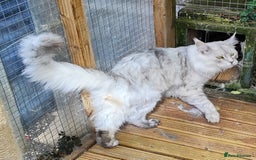 Maine Coon cats for sale: Beautiful NEUTERED boy  - Image 8