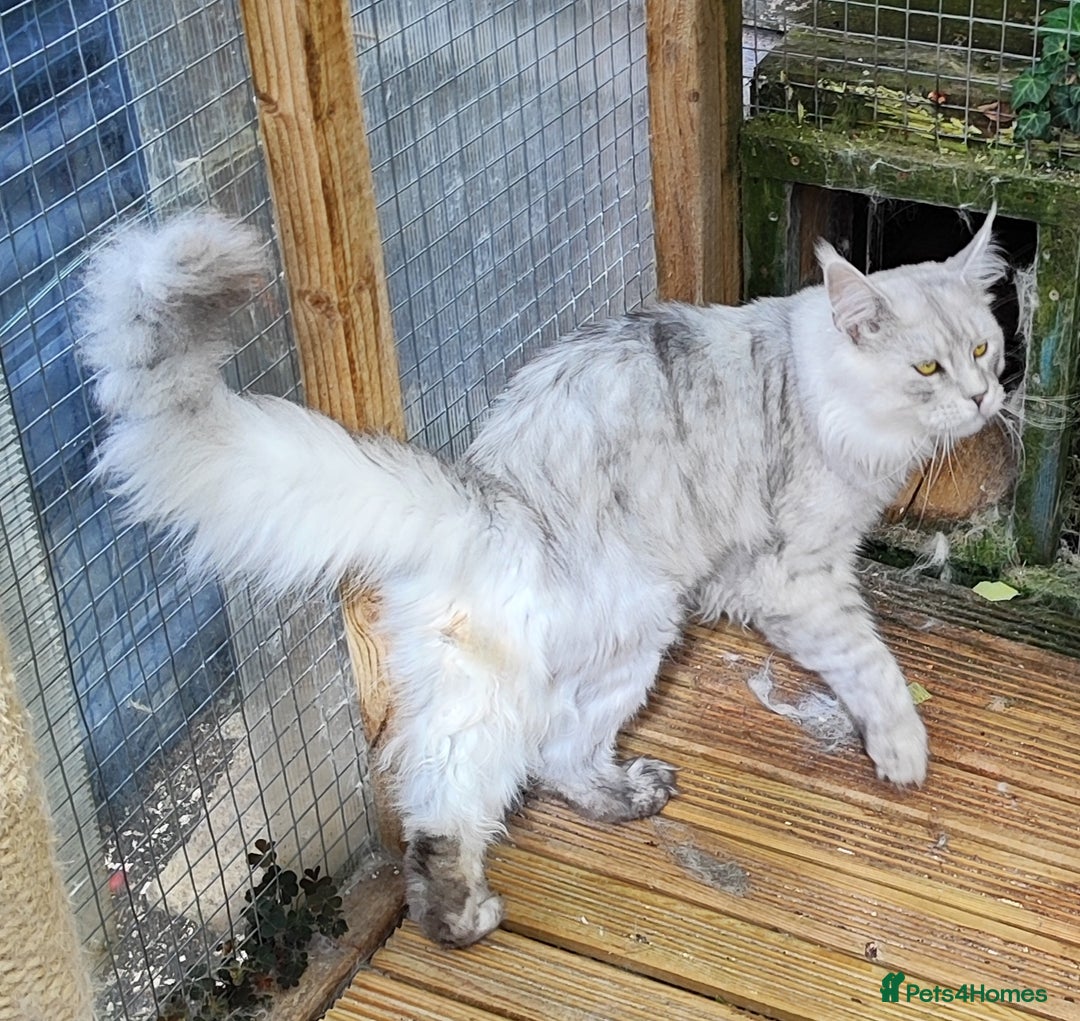 Maine Coon cats for sale: Beautiful NEUTERED boy  - Image 8