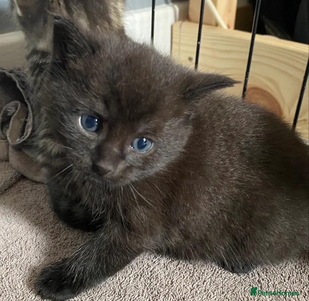 British Shorthair cats for sale: STUNNING BRITISH SH X DOMESTIC SH KITTENS  - Advert 13