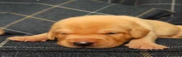Labrador Retriever dogs for sale: KC registered Fox red labradors in Peterborough - Advert 10