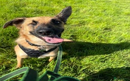 Mixed Breed dogs for adoption: Frankie is looking for a forever home! - Image 5