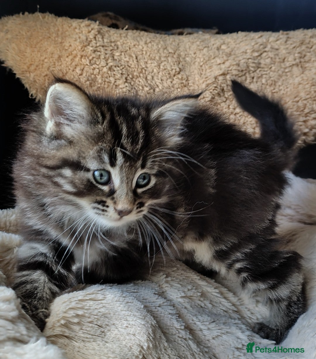 Norwegian Forest Cat cats Beautiful Pedigree Norwegian Forest kittens - Advert 11