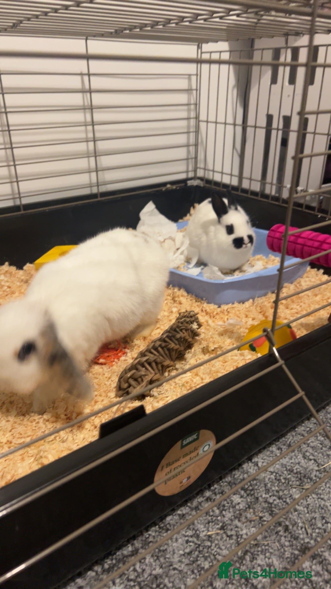 Mixed Breed rabbits 1 lop eared 1 dwaf  - Advert 1