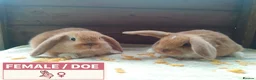Dwarf Lop rabbits for sale: Pretty Female & Male Baby Dwarf Lop Rabbits - Advert 8