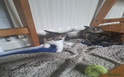 Domestic Shorthair cats for sale: Kittens for sale  - Image 7