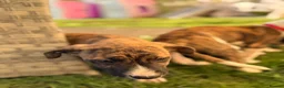 Lurcher dogs for sale: Collie bull greyhounds  - Advert 8
