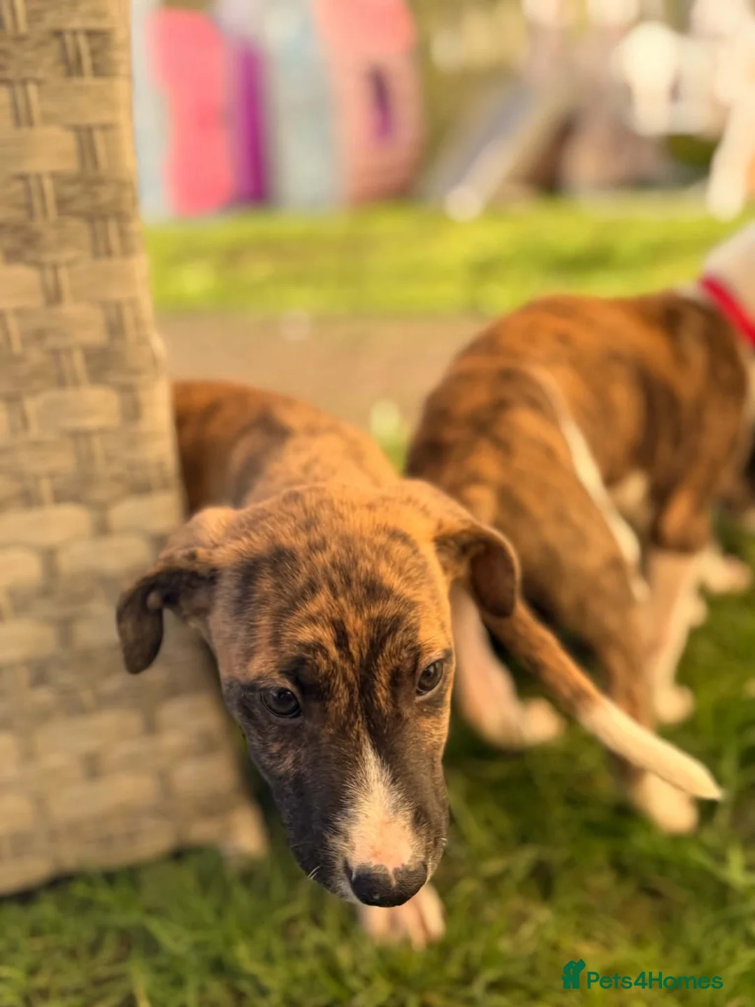 Lurcher dogs for sale: Collie bull greyhounds  - Advert 8
