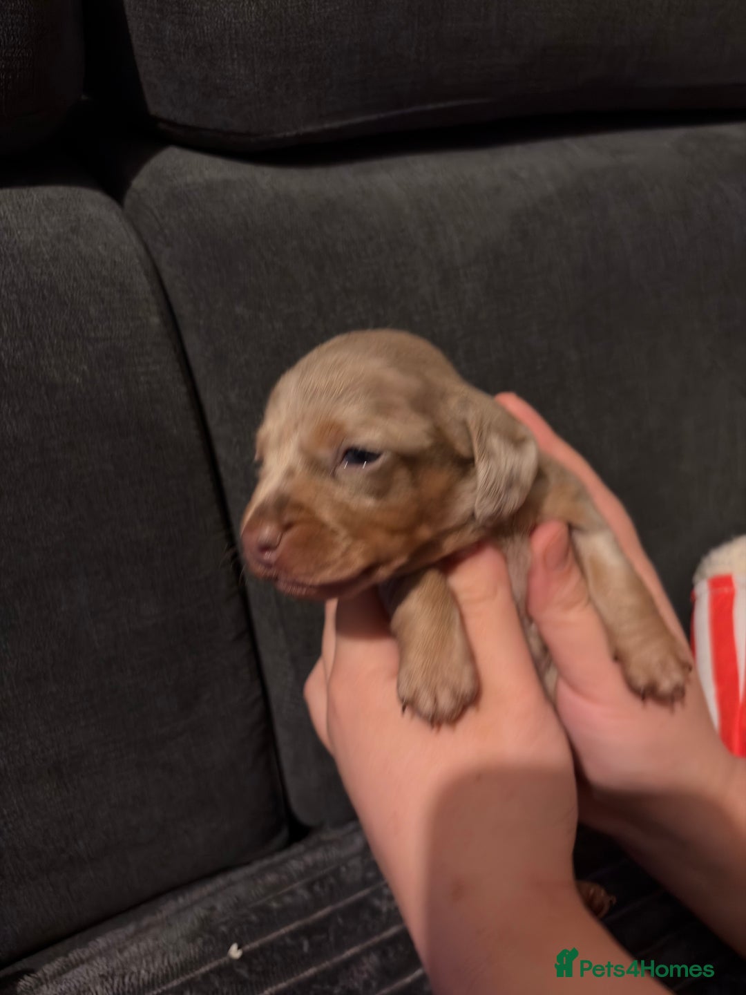 Miniature Dachshund dogs for sale: 🐾 Miniature Dachshund Puppies KC Registered  - Advert 37