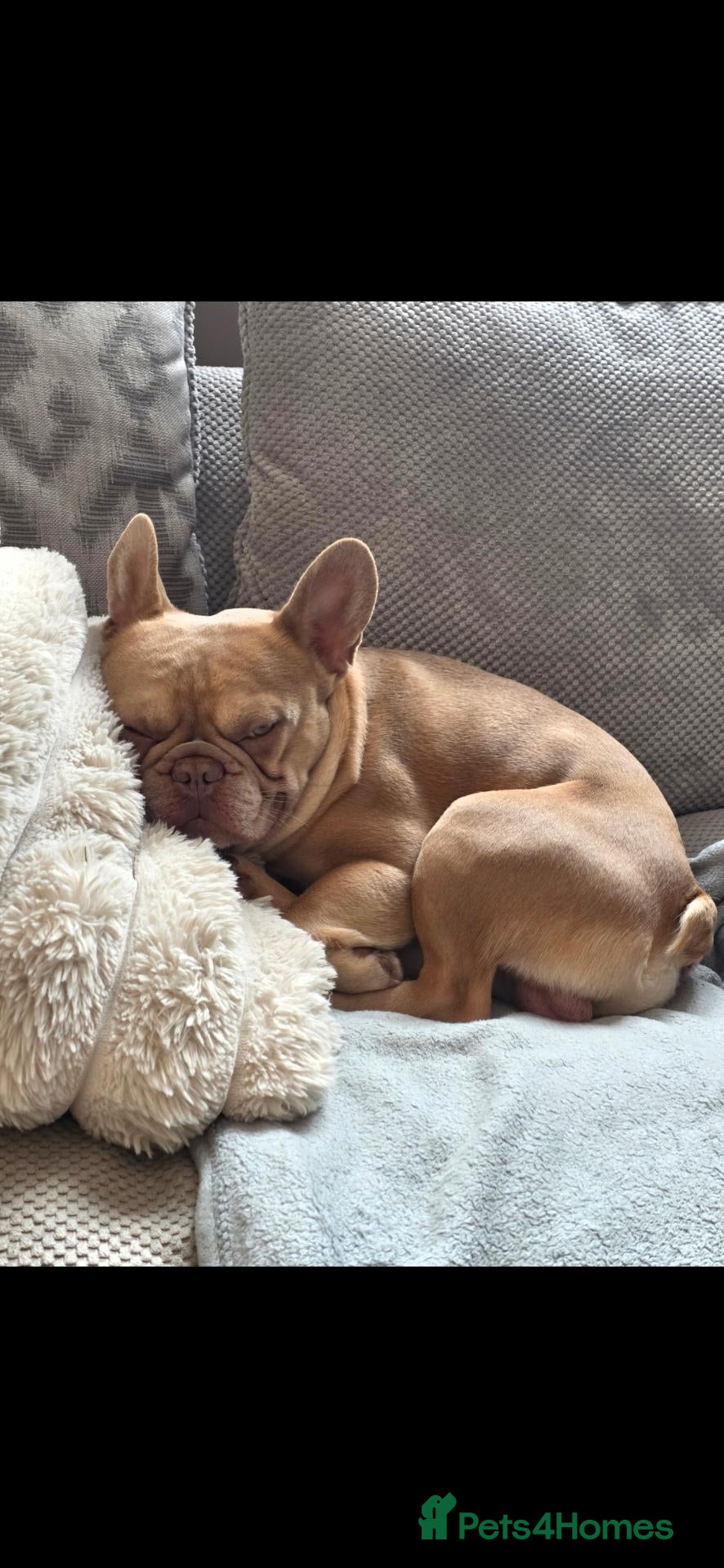 French Bulldog dogs for sale: 3 YEAR OLD MALE FRENCH BULLDOG - Advert 13