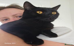 British Shorthair cats for sale: Seb - Beautiful black cat - Image 3