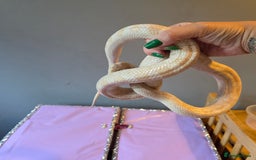 Corn Snake reptiles for sale: X2 4½ft-5ft corn snakes - Image 4
