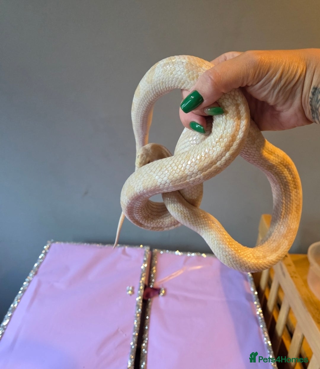 Corn Snake reptiles for sale: X2 4½ft-5ft corn snakes - Image 4