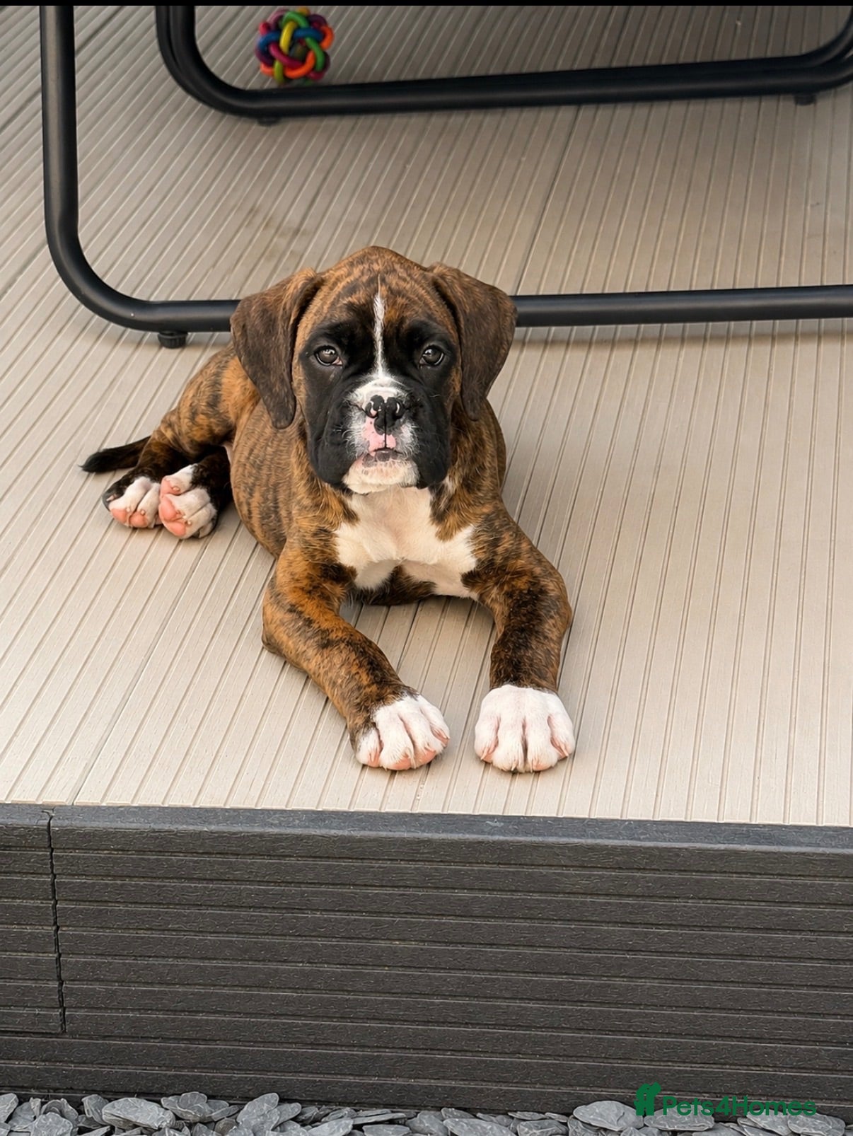 Boxer dogs 8wk old Boxer Puppy - Advert 1