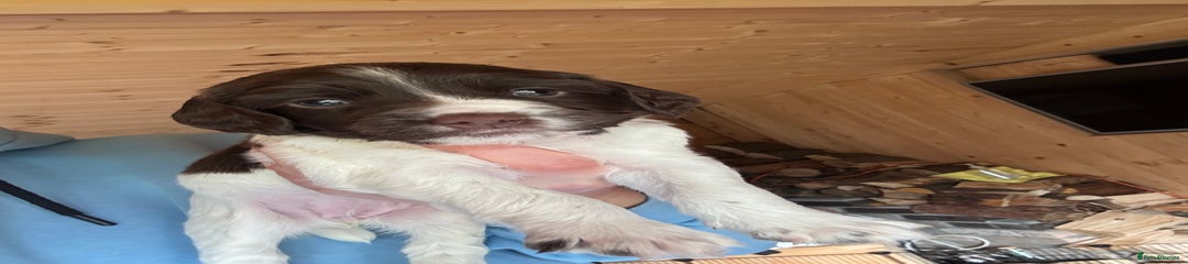 English Springer Spaniel Puppy 3