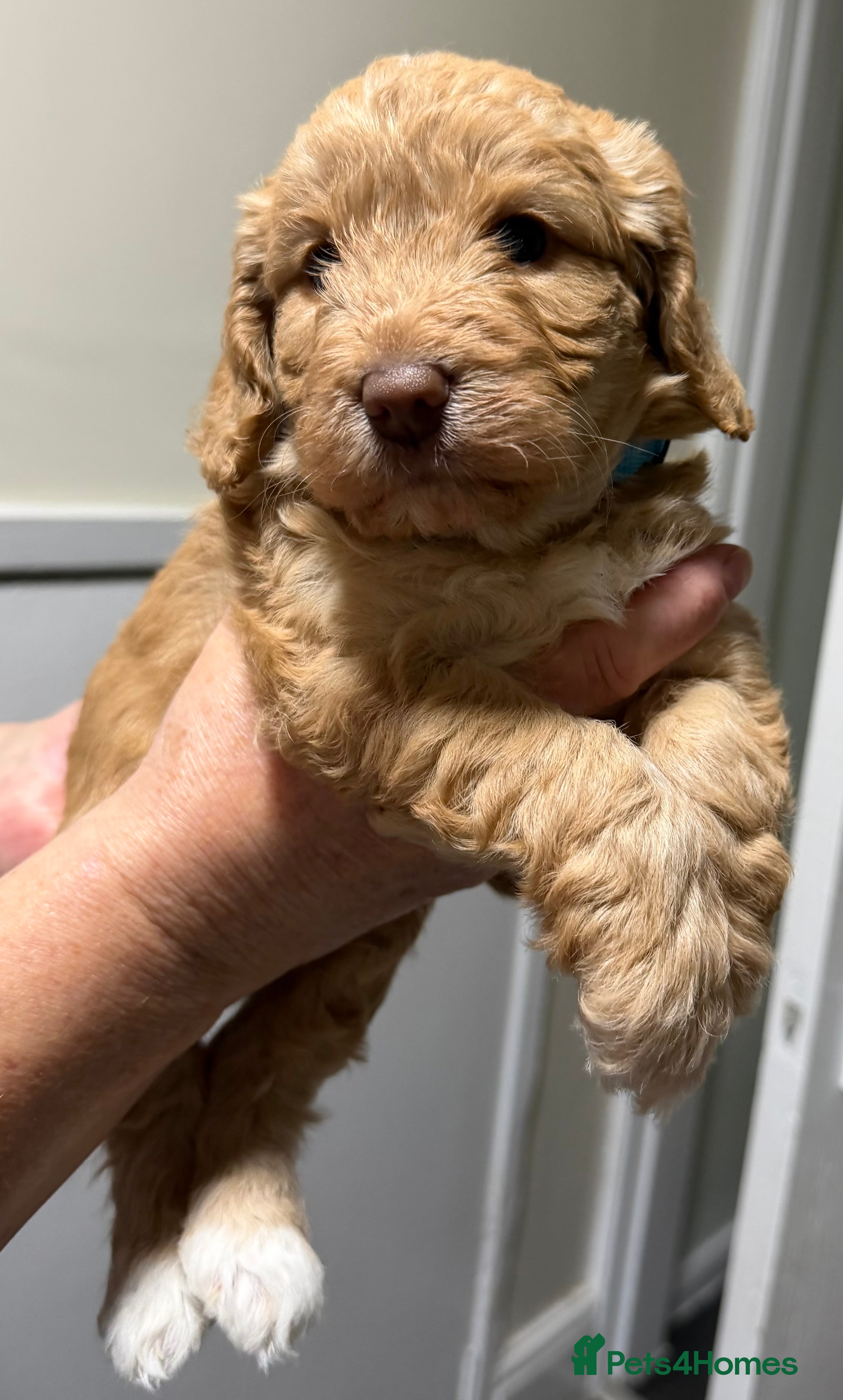 Cockapoo dogs for sale: Cockerpoo - Advert 2