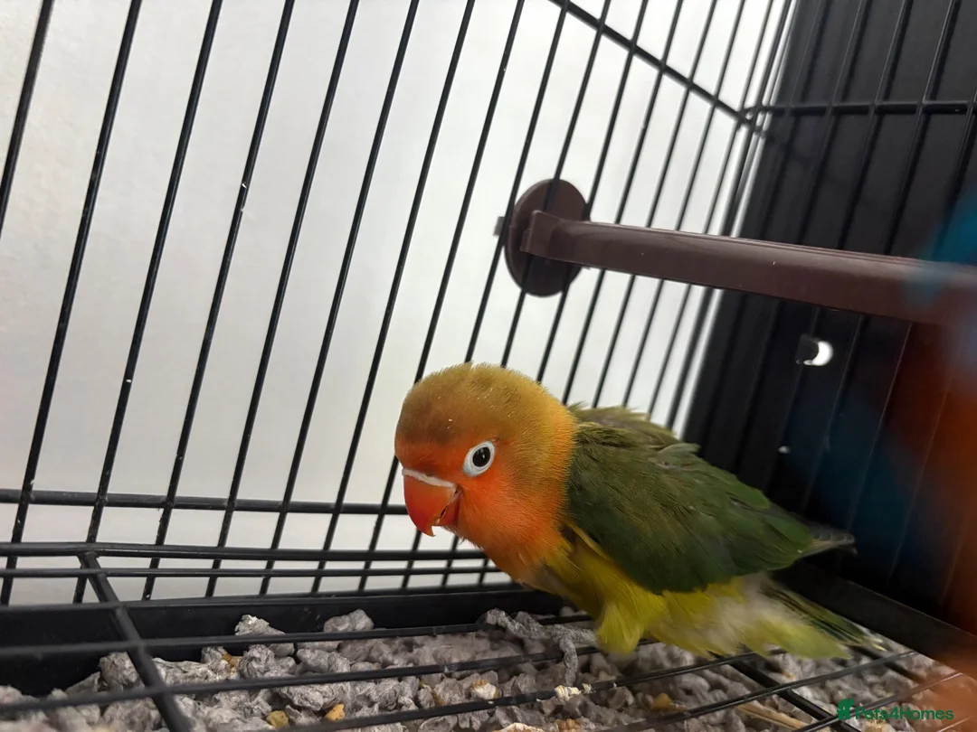 Lovebirds birds for sale: Tame baby love bird  - Advert 1