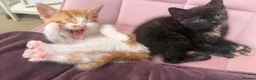 Domestic Shorthair cats for sale:  Gorgeous Ginger & White Male Kitten  - Advert 9